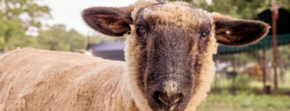 PETA owned image for the conditioning Shame article