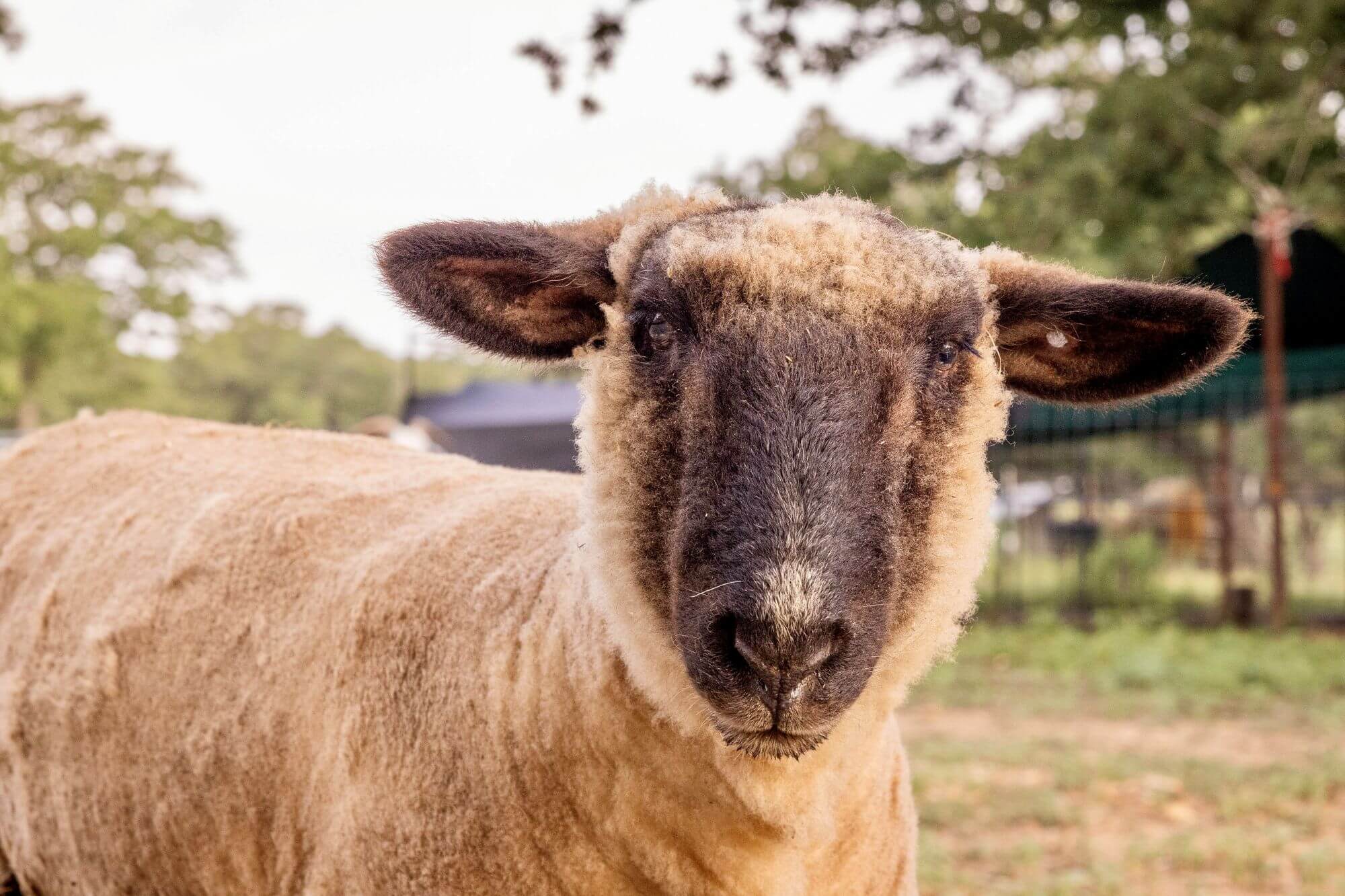 PETA owned image for the conditioning Shame article