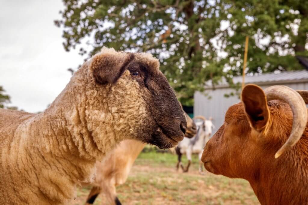 PETA owned image for the conditioning Shame article