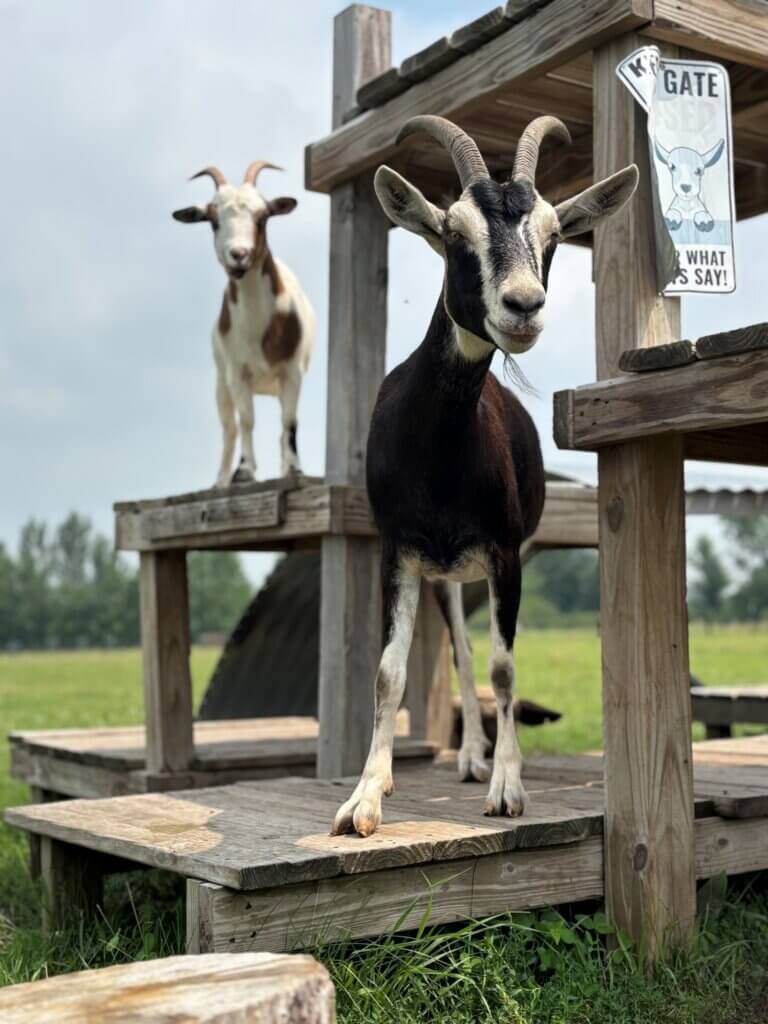 PETA owned image for the Farm Sanctuary article