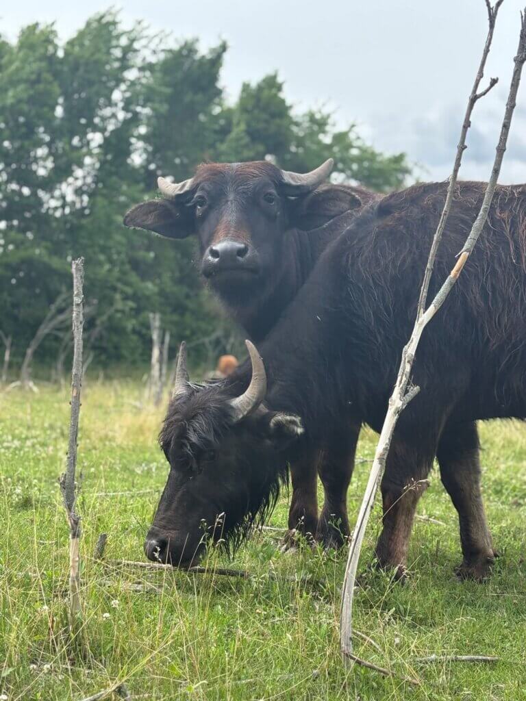 PETA owned image for the Farm Sanctuary article