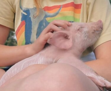 PETA owned image for the Farm Sanctuary article