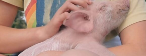 PETA owned image for the Farm Sanctuary article