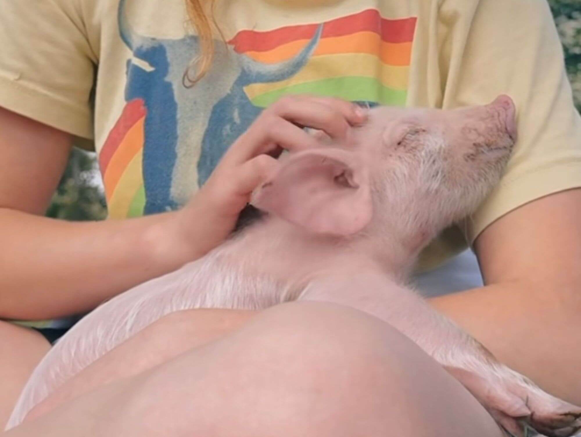 PETA owned image for the Farm Sanctuary article