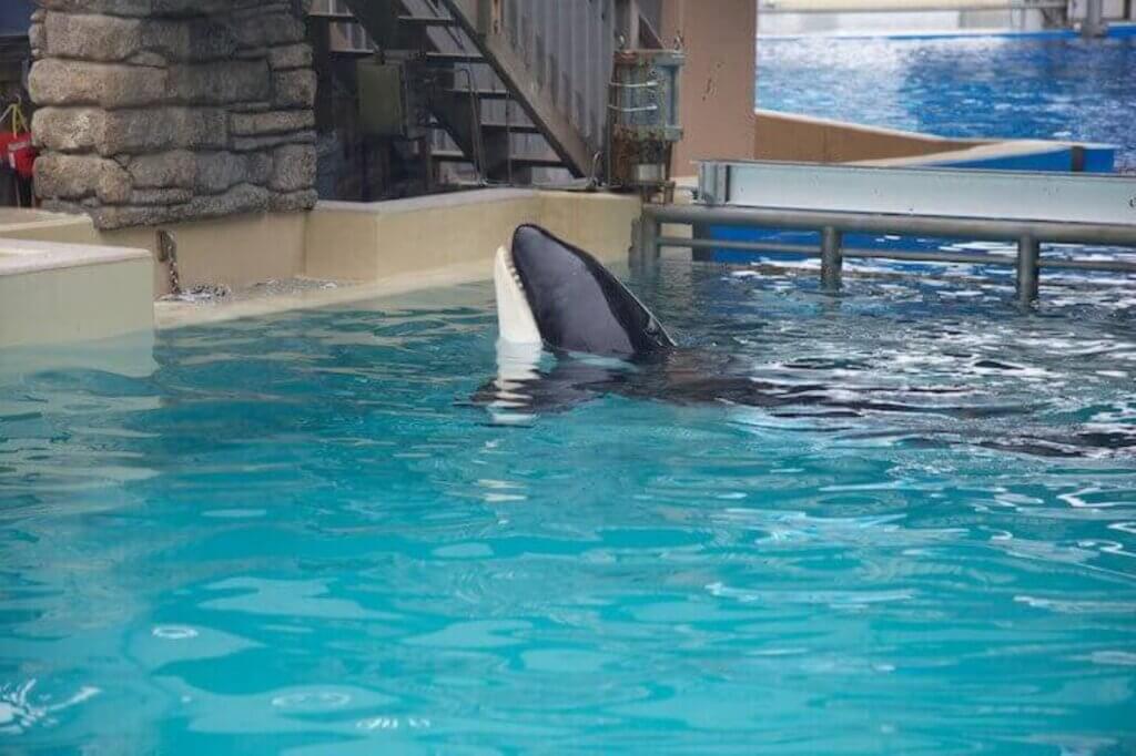 Image for the Seaworld Orca Birthday Mission