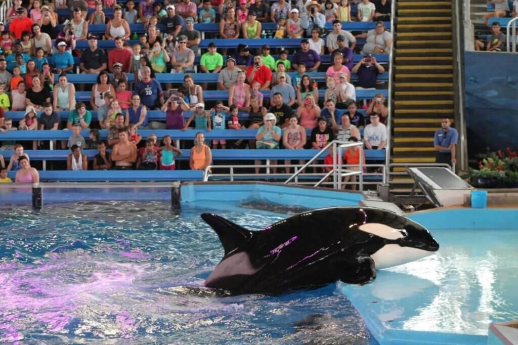 Image for the Seaworld Orca Birthday Mission