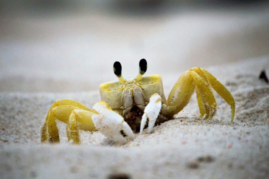 image for the beach cleanup mission