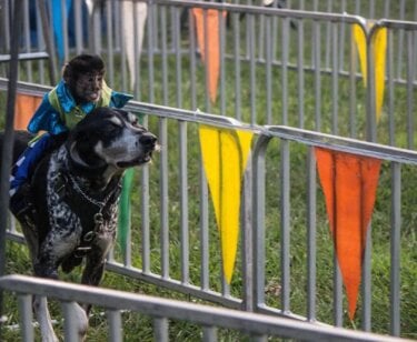 Image for the Banana Derby action alert