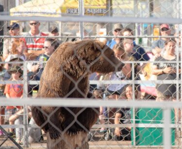 image for the grizzly experience AA