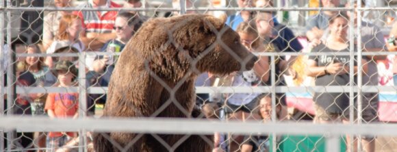 image for the grizzly experience AA