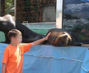 Image for the Sea Lion splash action alert