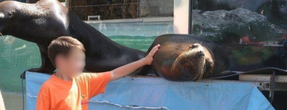 Image for the Sea Lion splash action alert