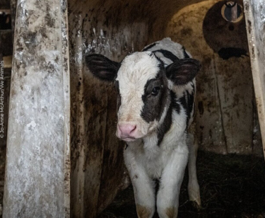 Image for the Spill Dairy Truth Mission