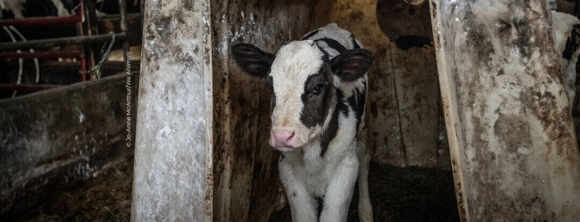 Image for the Spill Dairy Truth Mission