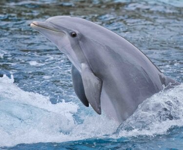 Image for the Delphinus AA