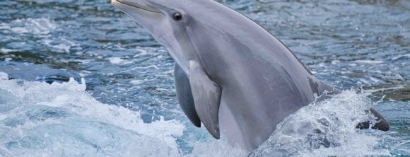 Image for the Delphinus AA