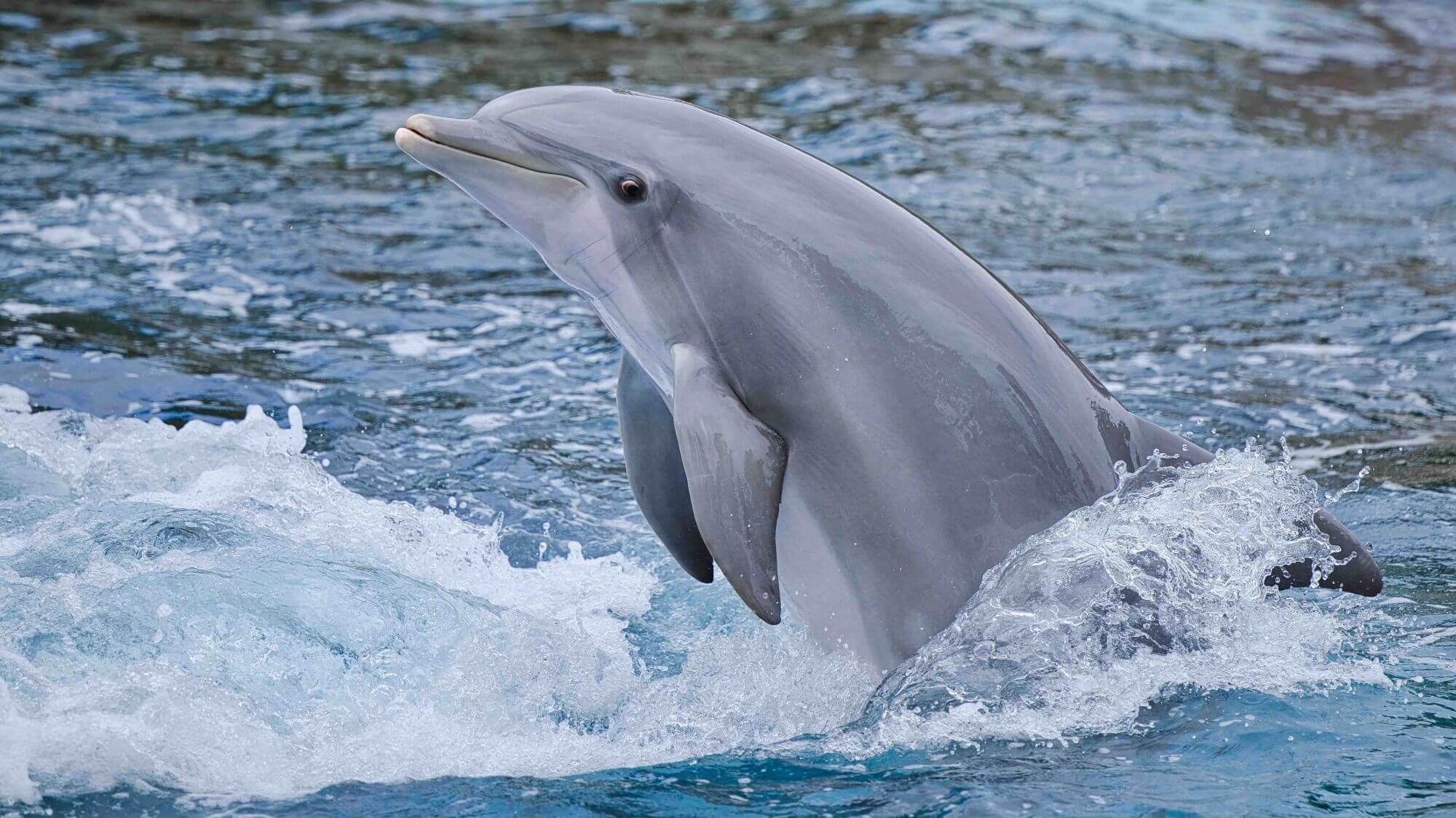 Image for the Delphinus AA