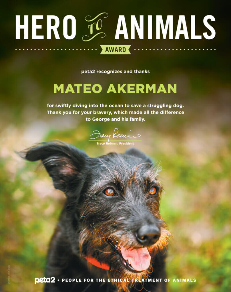 PETA owned image for the Mateo Save Dog article