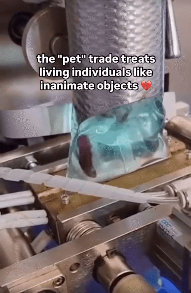 PETA owned image for Helping Betta Fish to Stay in Their Natural Home Mission