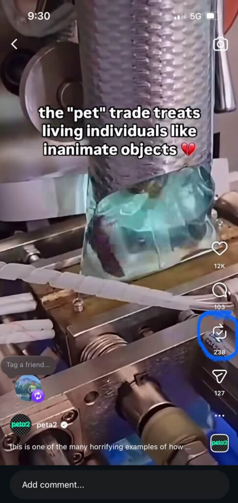 PETA owned image for Helping Betta Fish to Stay in Their Natural Home Mission