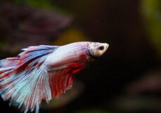 image from Pixabay for Repost a Betta Fish's Story Mission