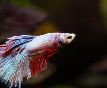 image from Pixabay for Repost a Betta Fish's Story Mission