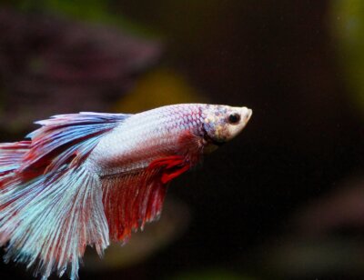 image from Pixabay for Repost a Betta Fish's Story Mission