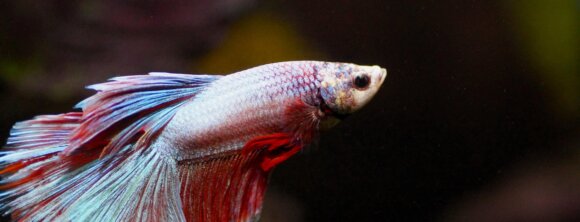 image from Pixabay for Repost a Betta Fish's Story Mission