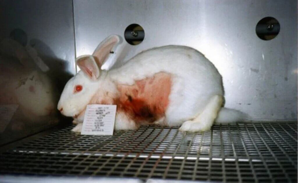 image for the Show Cruelty-Free mission