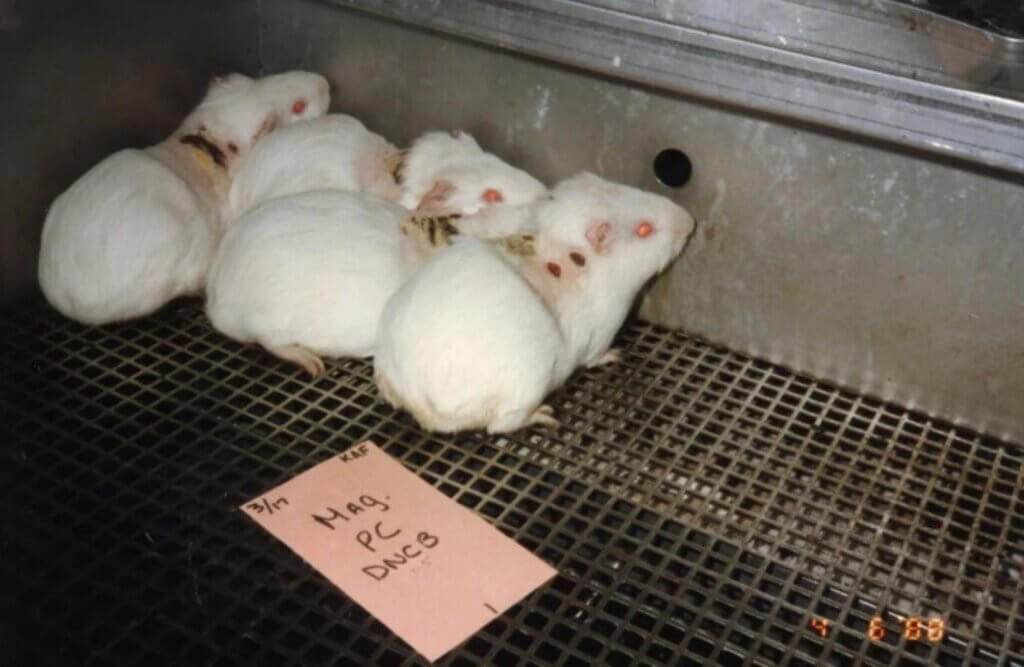 image for the Show Cruelty-Free mission