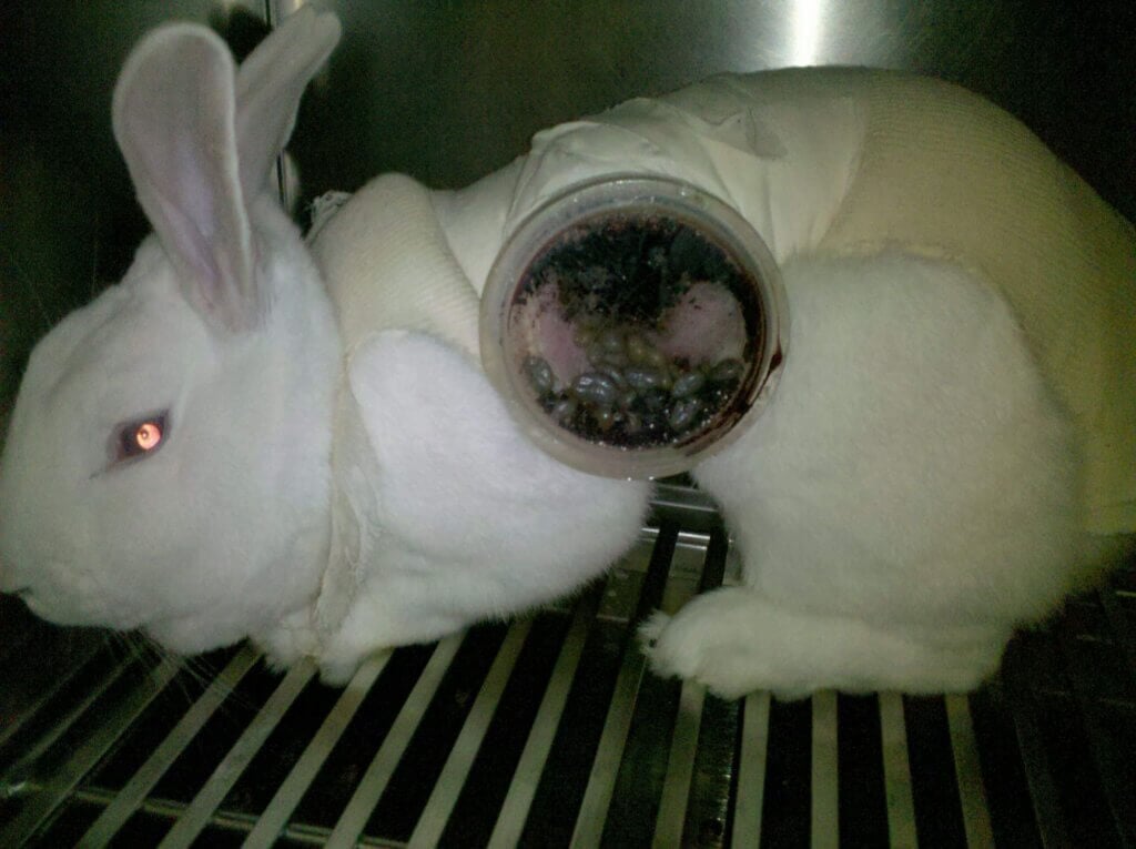 image for the Show Cruelty-Free mission