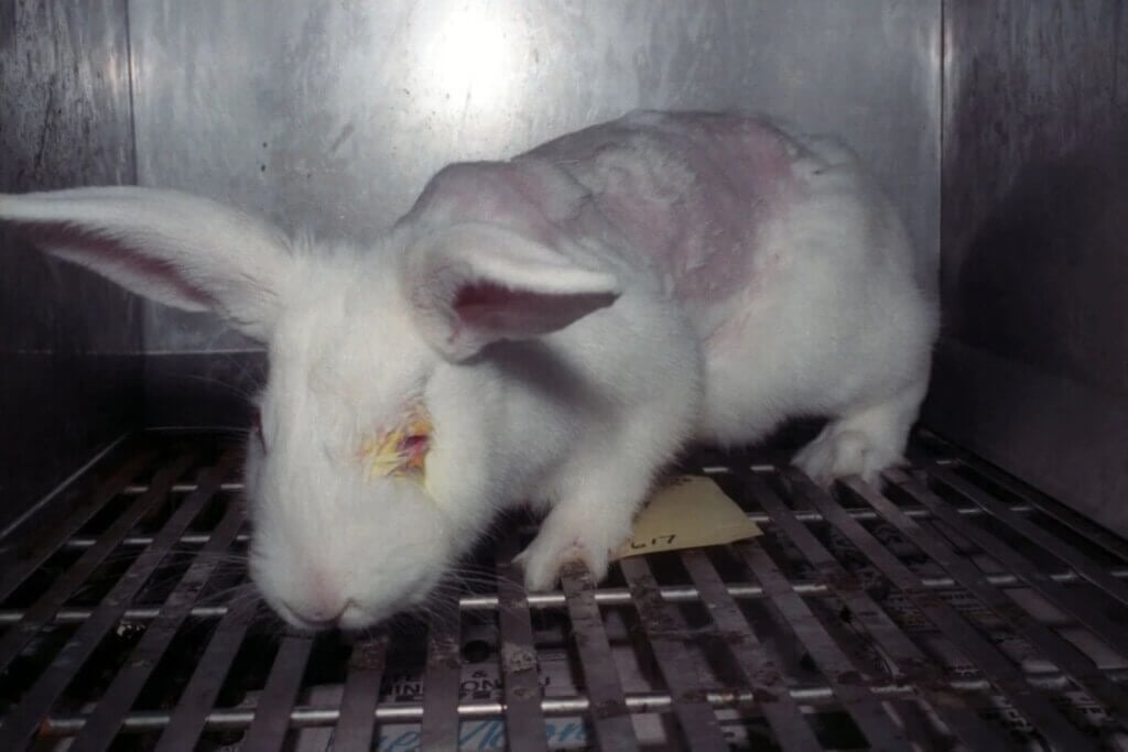 image for the Show Cruelty-Free mission