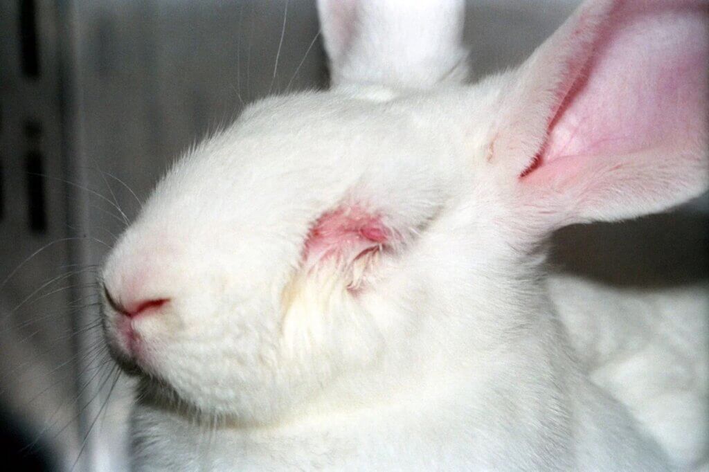 image for the Show Cruelty-Free mission