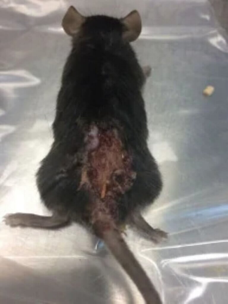 image for the Show Cruelty-Free mission