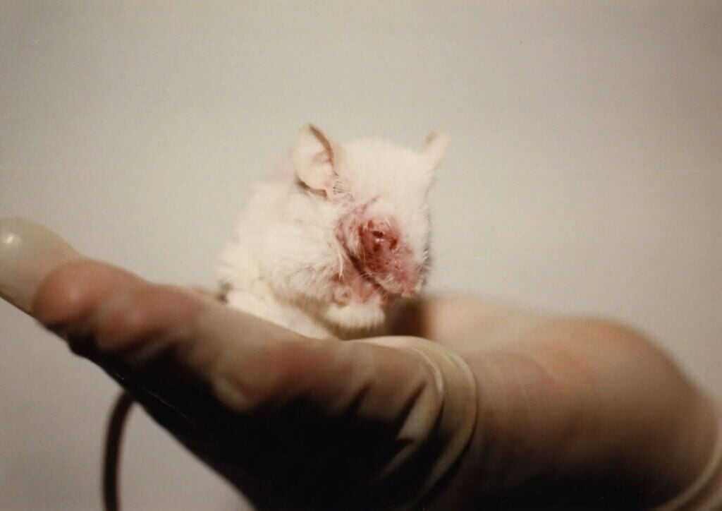 image for the Show Cruelty-Free mission