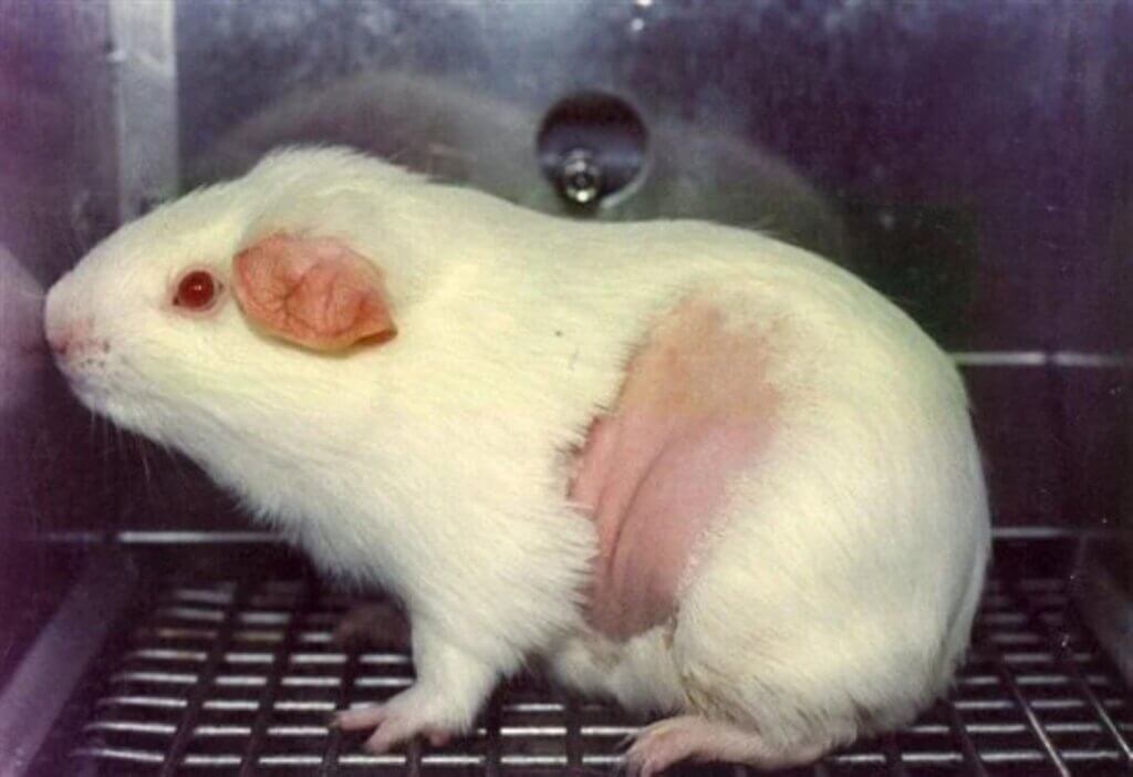 image for the Show Cruelty-Free mission