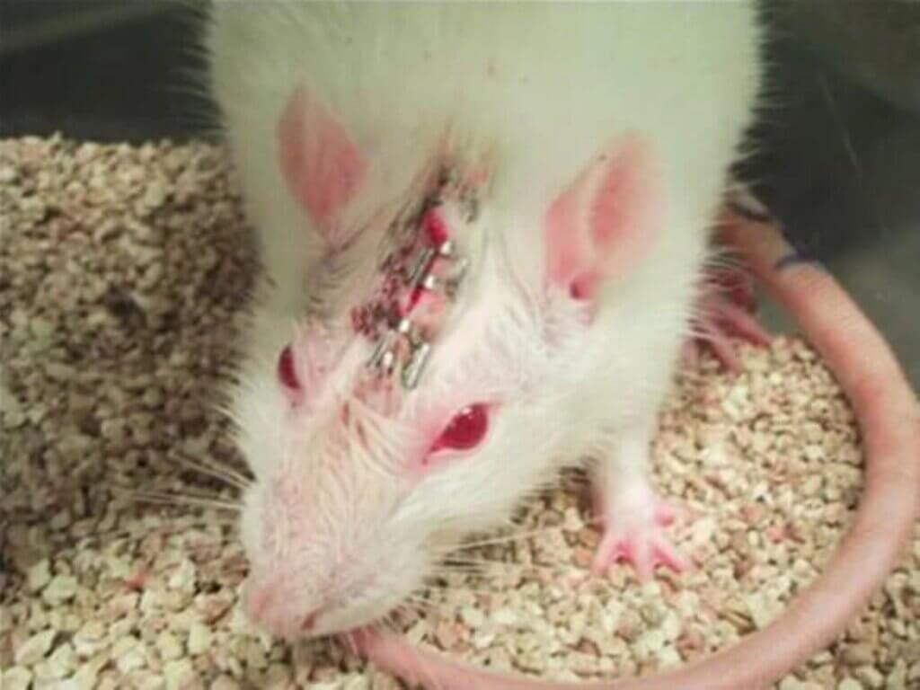 image for the Show Cruelty-Free mission