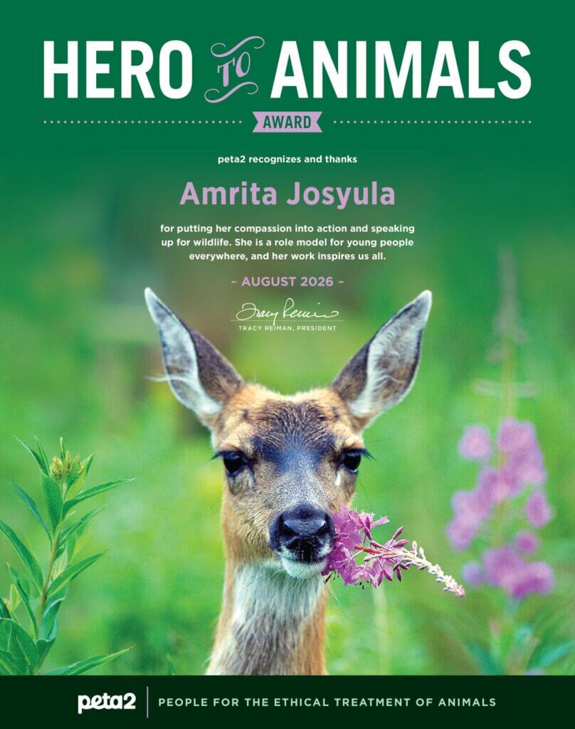 Image for the Amrita Fauna Ark article
