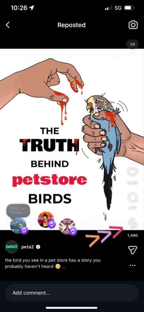 PETA owned image for Creekside Parakeet Graveyard Mission