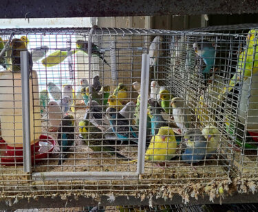 PETA owned image for Creekside's Parakeet Graveyard Mission