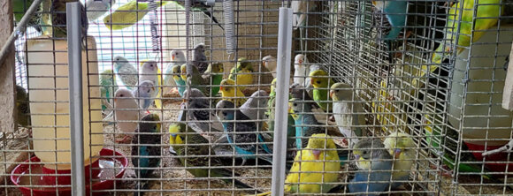 PETA owned image for Creekside's Parakeet Graveyard Mission
