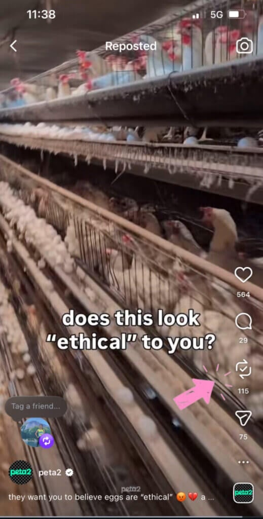 PETA owned image for the Egg Industry Is Rotten Mission
