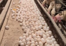 PETA owned image for the Egg Industry Is Rotten Mission