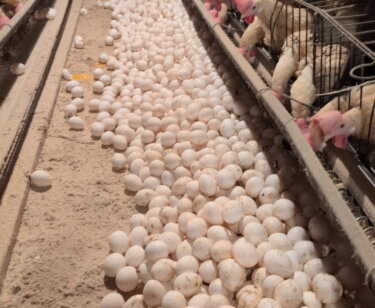 PETA owned image for the Egg Industry Is Rotten Mission