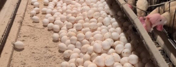 PETA owned image for the Egg Industry Is Rotten Mission