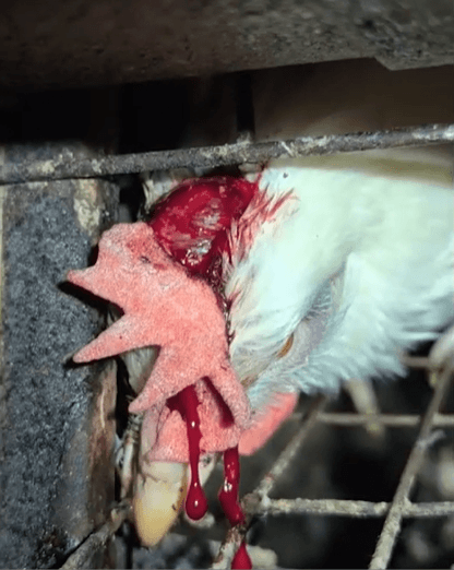 PETA owned image for the Egg Industry Is Rotten Mission