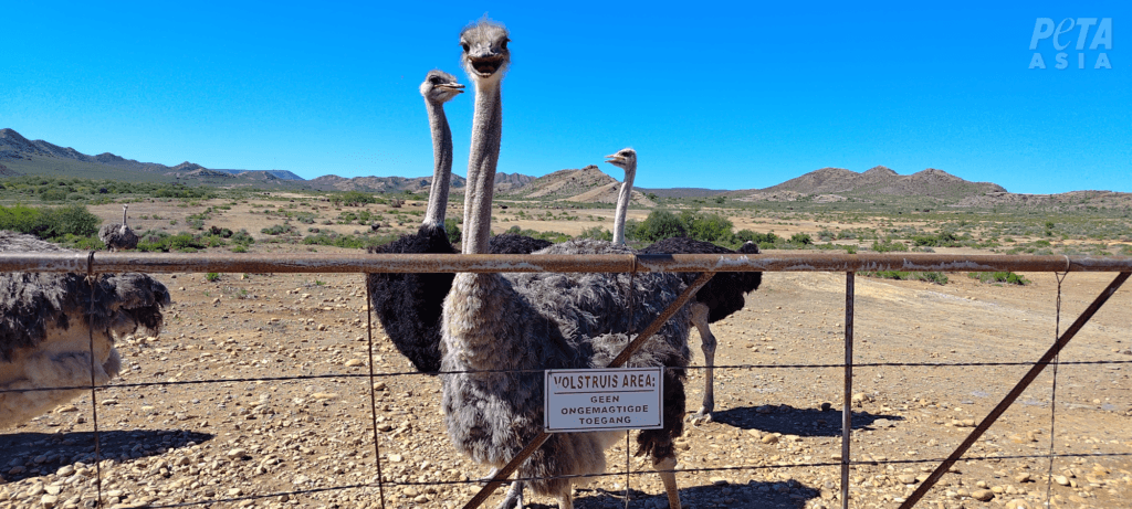 Image for the Ostrich Feathers news page