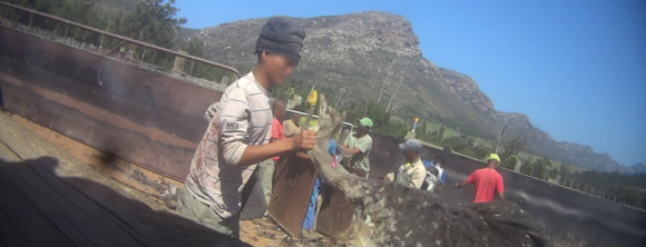 Image for the Ostrich Feathers news page