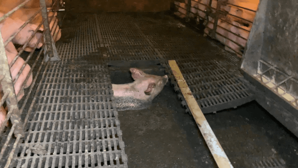 image for the Reality Bacon mission