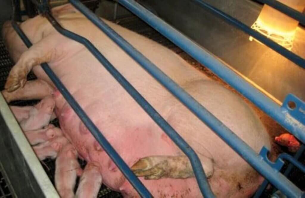 image for the Reality Bacon mission